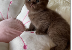 ORNELLA4TYG.nazwy_