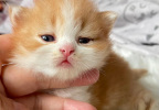 Perry