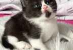 Poppy_3.tygodnie