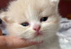 Prudence
